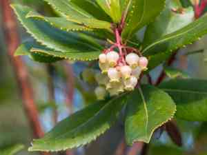 Strawberry tree(Arbutus unedo)