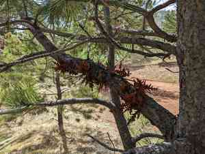Pineland dwarf mistletoe(Arceuthobium vaginatum)
