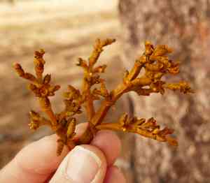 Pineland dwarf mistletoe(Arceuthobium vaginatum)