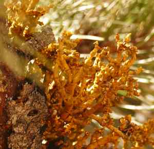 Pineland dwarf mistletoe(Arceuthobium vaginatum)