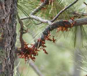 Pineland dwarf mistletoe(Arceuthobium vaginatum)