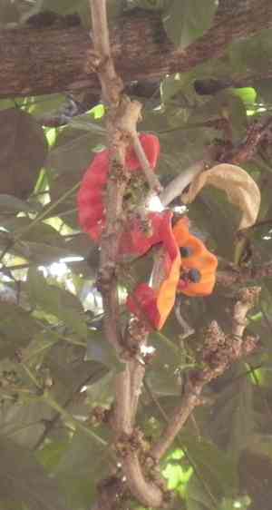 Archidendron (Archidendron)(Archidendron)