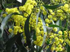 Archidendron (Archidendron)(Archidendron)