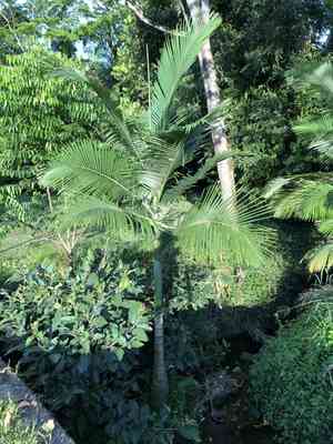 Alexandra Palm(Archontophoenix alexandrae)