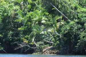 Alexandra Palm(Archontophoenix alexandrae)