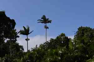 Alexandra Palm(Archontophoenix alexandrae)