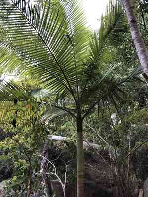 Alexandra Palm(Archontophoenix alexandrae)