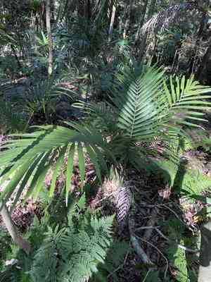 King palm(Archontophoenix cunninghamiana)