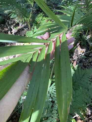 King palm(Archontophoenix cunninghamiana)
