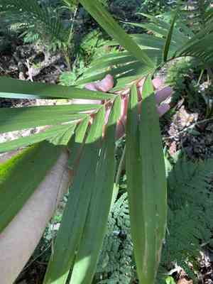 King palm(Archontophoenix cunninghamiana)