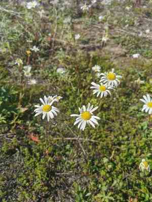 Arctic daisy(Arctanthemum arcticum)
