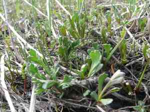 Arctic daisy(Arctanthemum arcticum)