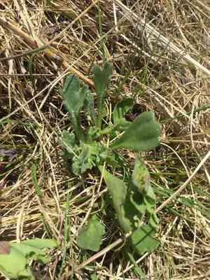 Arctic daisy(Arctanthemum arcticum)