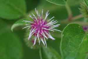Lesser burdock(Arctium minus)