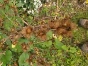 Lesser burdock(Arctium minus)