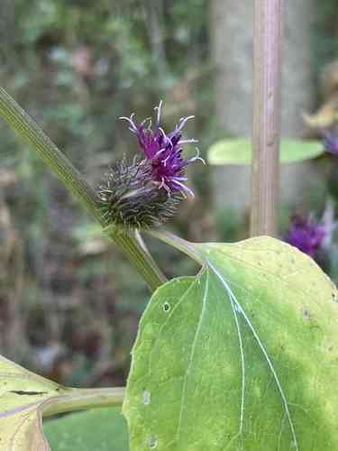 Lesser burdock(Arctium minus)
