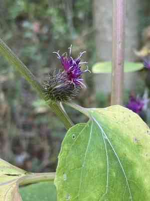 Lesser burdock(Arctium minus)