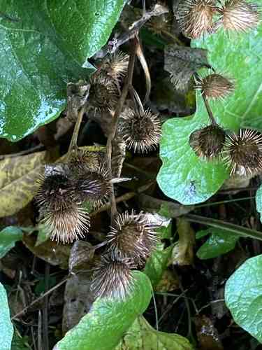 Lesser burdock(Arctium minus)