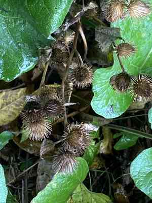 Lesser burdock(Arctium minus)