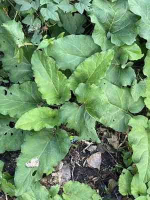 Lesser burdock(Arctium minus)