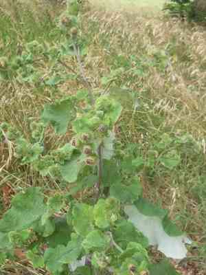 Harelock(Arctium nemorosum)