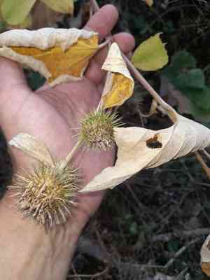 Harelock(Arctium nemorosum)