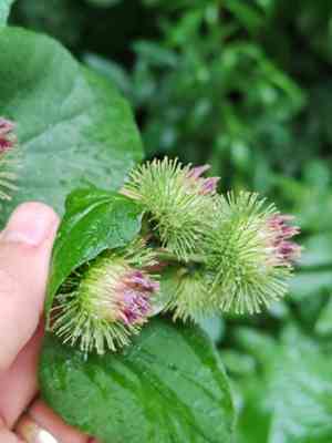 Harelock(Arctium nemorosum)