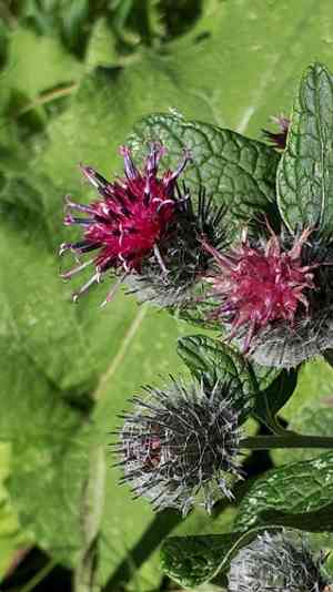 Woolly burdock(Arctium tomentosum)