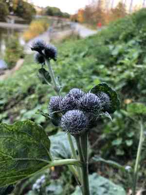 Woolly burdock(Arctium tomentosum)
