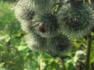 Woolly burdock(Arctium tomentosum)