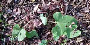 Woolly burdock(Arctium tomentosum)