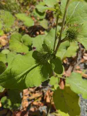 Burdock (Arctium)(Arctium)