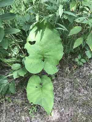 Burdock (Arctium)(Arctium)