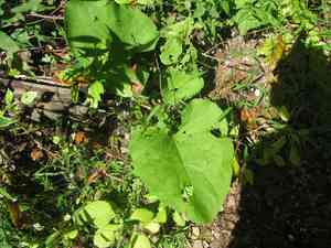Burdock (Arctium)(Arctium)
