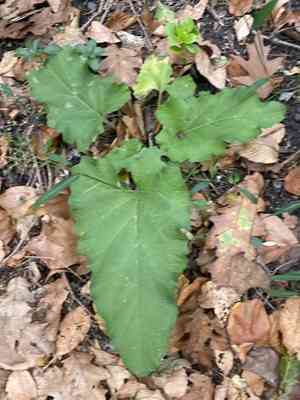 Burdock (Arctium)(Arctium)