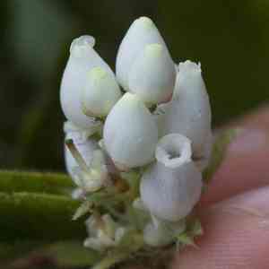 Hairy manzanita(Arctostaphylos columbiana)