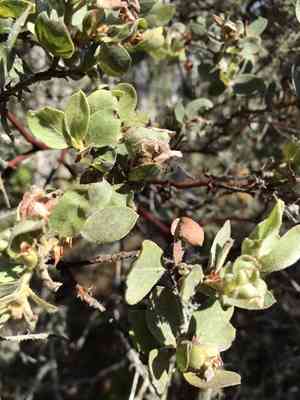 Hairy manzanita(Arctostaphylos columbiana)