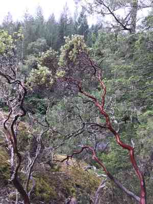 Hairy manzanita(Arctostaphylos columbiana)