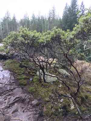 Hairy manzanita(Arctostaphylos columbiana)
