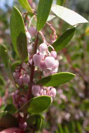 Vine hill manzanita(Arctostaphylos densiflora)