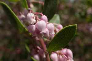 Vine hill manzanita(Arctostaphylos densiflora)