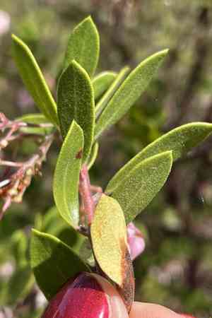 Vine hill manzanita(Arctostaphylos densiflora)