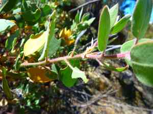 Eastwood's manzanita(Arctostaphylos glandulosa)