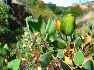 Eastwood's manzanita(Arctostaphylos glandulosa)