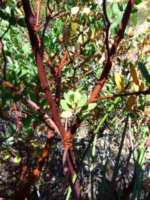 Eastwood's manzanita(Arctostaphylos glandulosa)