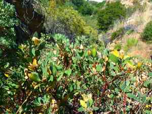Eastwood's manzanita(Arctostaphylos glandulosa)
