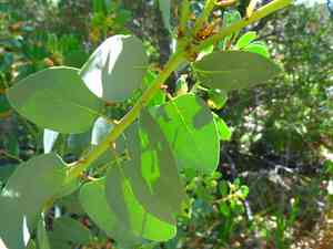 Bigberry Manzanita(Arctostaphylos glauca)