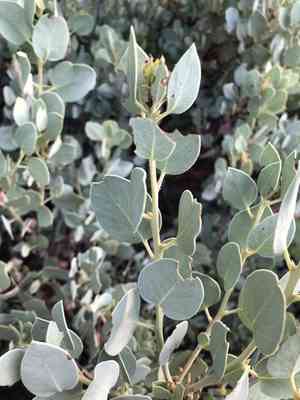 Bigberry Manzanita(Arctostaphylos glauca)