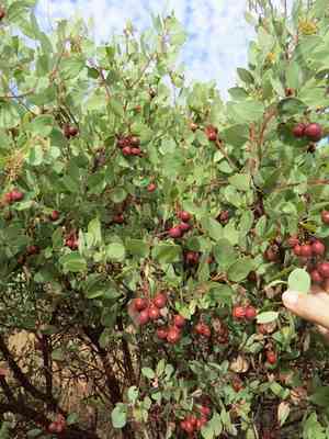 Bigberry Manzanita(Arctostaphylos glauca)