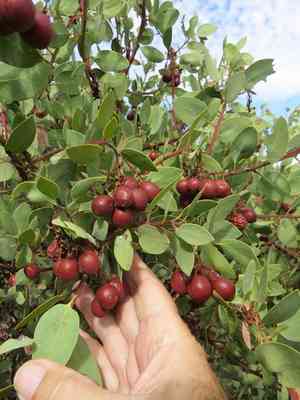 Bigberry Manzanita(Arctostaphylos glauca)